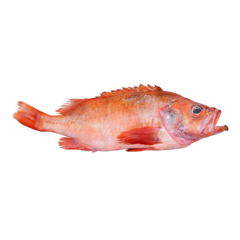 Red Snapper ausgenommen, mit Kopf 2-4kg DIREKT.FRISCH 10ü