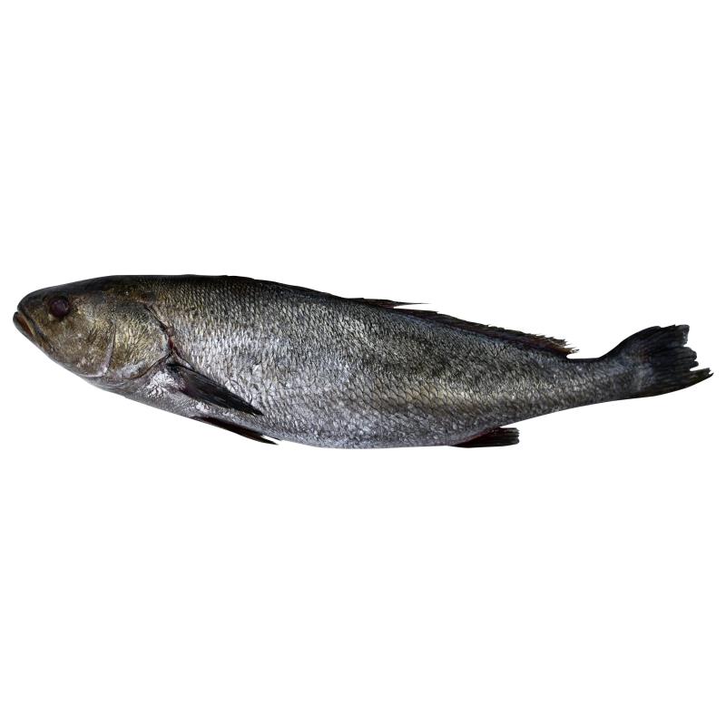 Adlerfisch rund, mit Kopf 1,8-3,0kg DIREKT.FRISCH 10ü